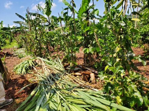 Climate action and reforestation