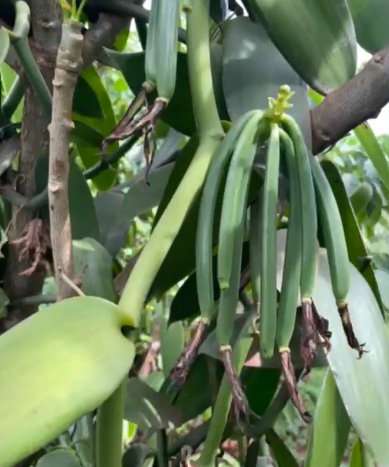 Vanilla plant in the field